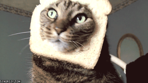 cat-bread-face.gif