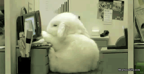 busy bunny