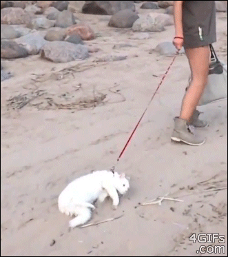 cat dragging
